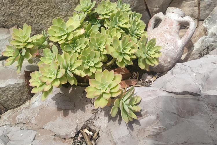 Sunčica Krivokapić - Hortikulturno uređenje dvorišta-kreativni detalj