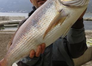 Mišo Vukašinović - zubatac 6,8kg